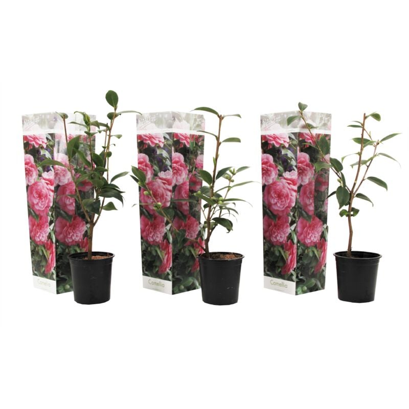 Plant In A Box - Camellia Japonica - Set de 3 - Rose - Roses - Pot 9cm - Hauteur 25-40cm - Rose