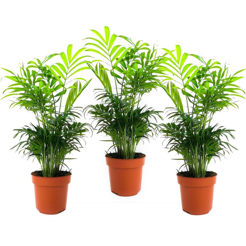 Plant In A Box - Chamaedorea elegans - Set de 3 - Palmiers nains - Top 12cm - Hauteur 30-40cm - Vert
