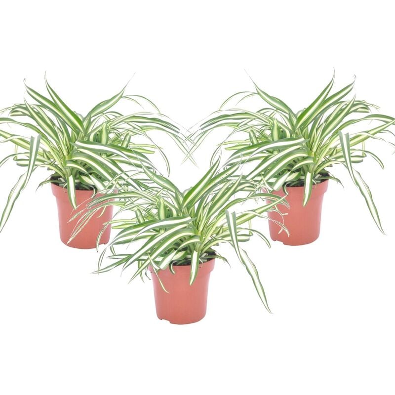 Plant In A Box - Chlorophytum comosum 'Atlantique' - Set de 3 - ⌀ 12cm - Hauteur 25-40cm - Vert