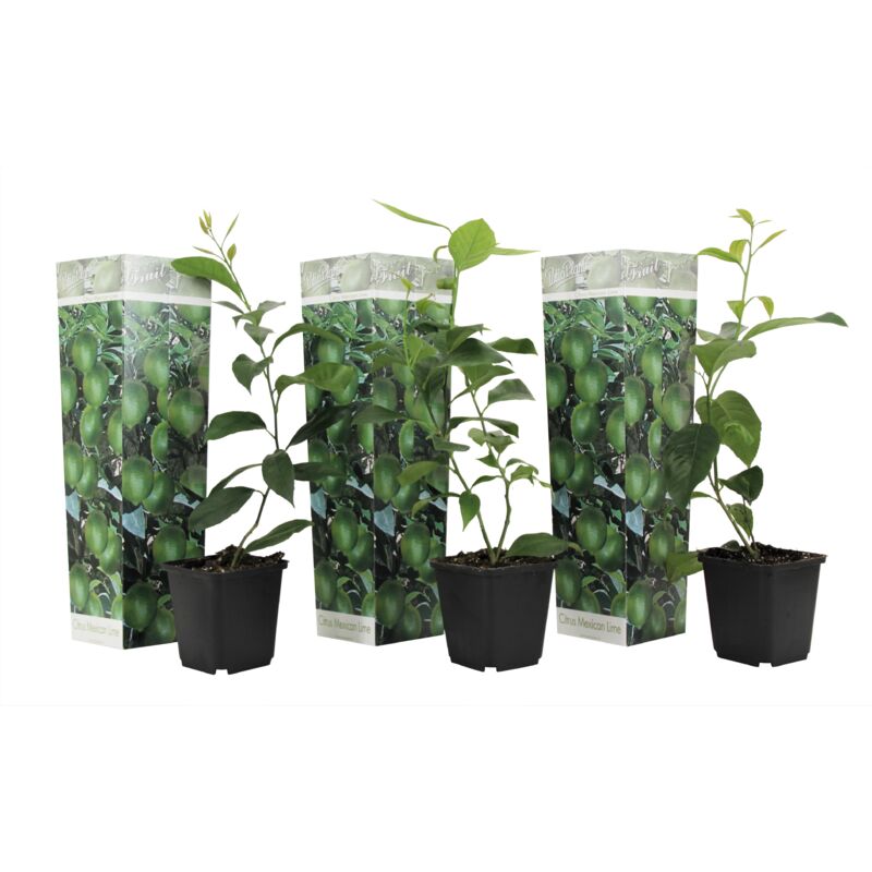 Plant In A Box - Citrus aurantifolia Lime - Citronnier - Set de 3 - Pot 9cm - Hauteur 25-40cm - Blanc