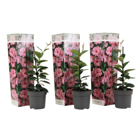 Set de 3 Dipladenia Rose - pot ⌀9cm - H.25-40cm (hauteur pot incluse)