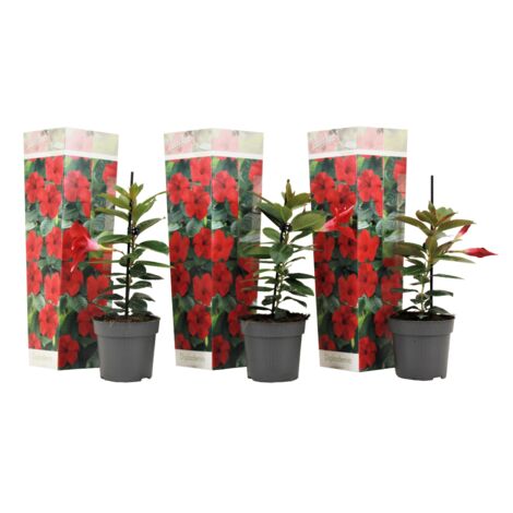 Set de 3 Dipladenia Rouge - pot ⌀9cm - H.25-40cm (hauteur pot incluse)