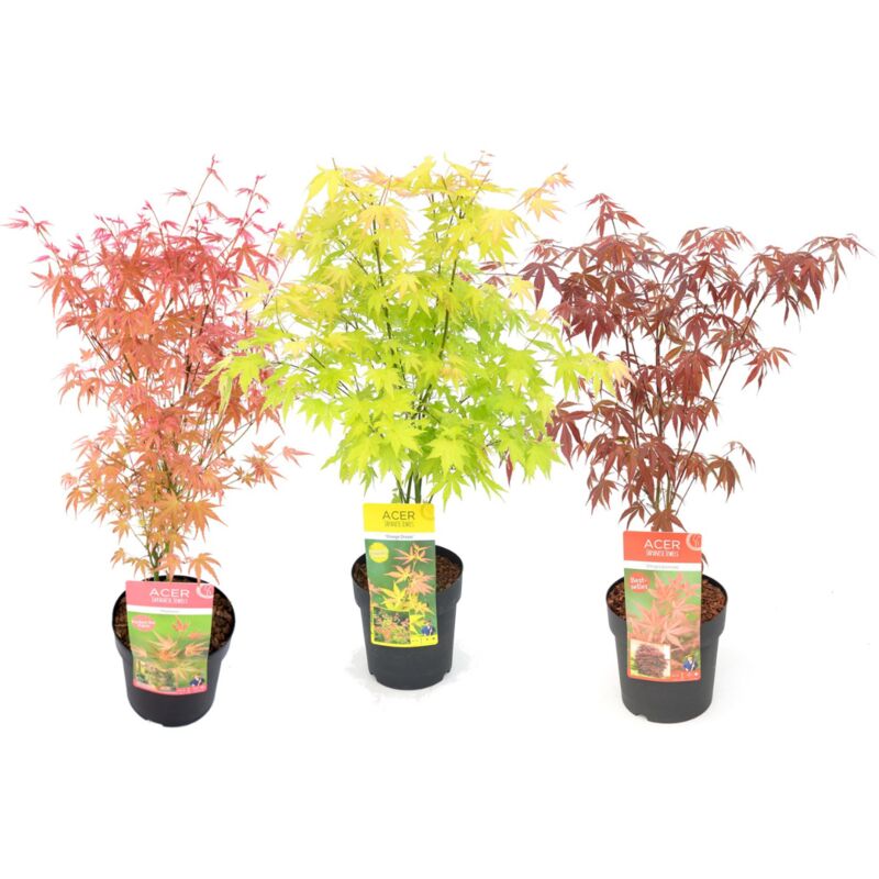 Plant In A Box - Acer palmatum - Set de 3 - Erable du Japon - Pot 19cm - Hauteur 60-70cm - Vert
