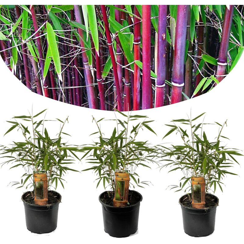 Plant In A Box - Fargesia Asian - Set de 3 - Bambou non cultivé - Pot 13cm - Hauteur 25-40cm - Rouge