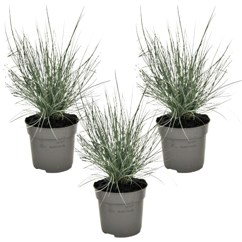 Plant In A Box - Festuca glauca 'Elijah Blue' - Set de 3 Festuca - Pot 9cm - Hauteur 10-15cm - Vert
