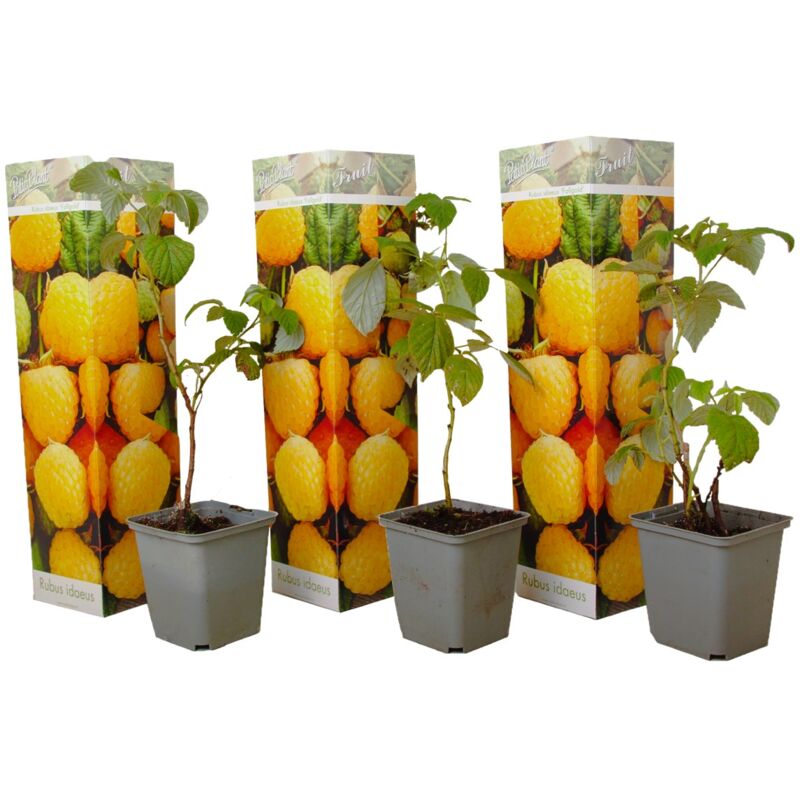 Plant In A Box - Plants de framboises - Set de 3 - Plante Jardin - Pot 9cm - Hauteur 25-40cm - Blanc