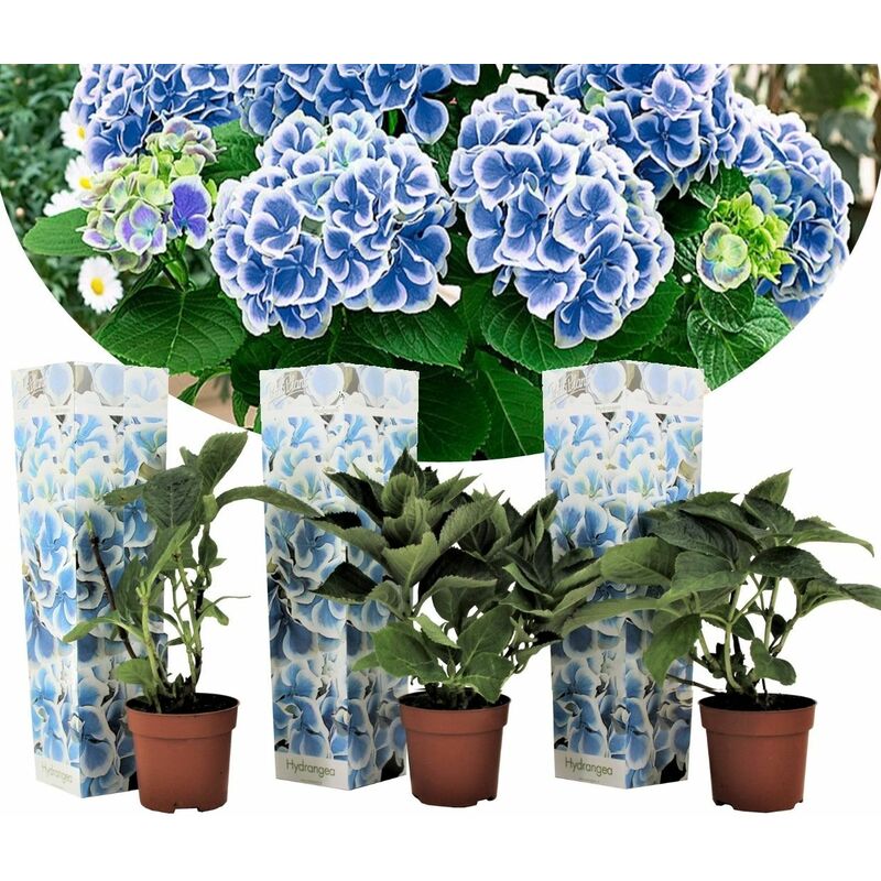 Hydrangea bicolor 'Bavaria Bleu' - Hortensia - Set de 3 - ⌀9cm - Hauteur 25-40cm - Bleu