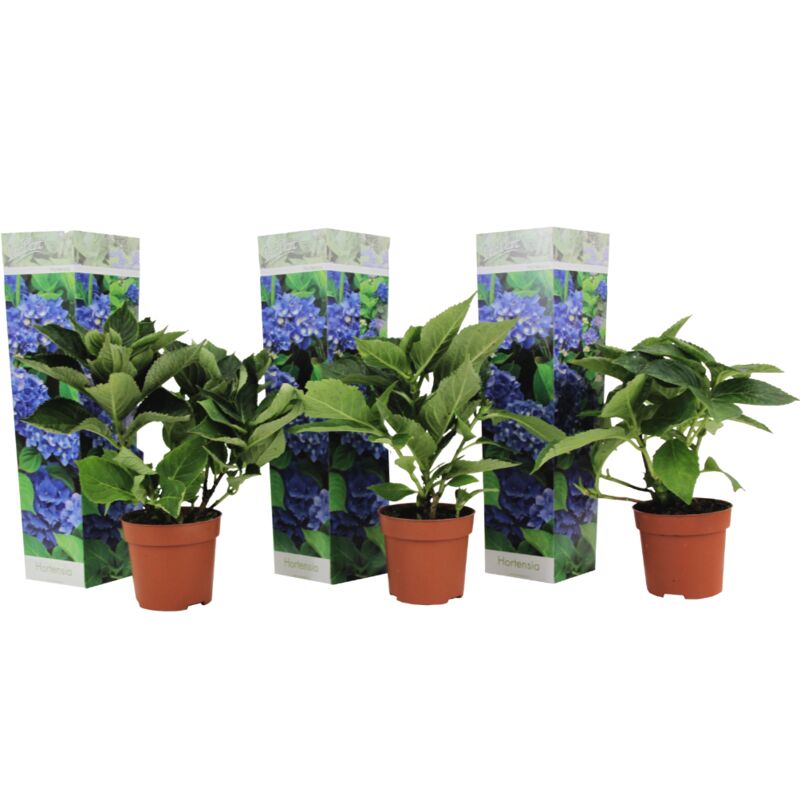 Hydrangea macrophylla - Bleu - Set de 3 - Hortensia - Pot 9cm - Hauteur 25-40cm - Bleu
