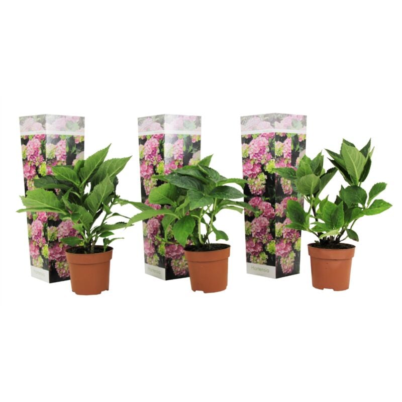 Plant In A Box - Hydrangea macrophylla - Rose - Set de 3 - Hortensia - Pot 9cm - Hauteur 25-40cm - Rose