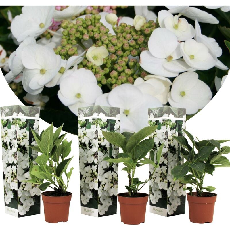 Plant In A Box - Hortensia 'Teller' hydrangea - Set de 3 - Blanc - ⌀9cm - Hauteur 25-40cm - Blanc