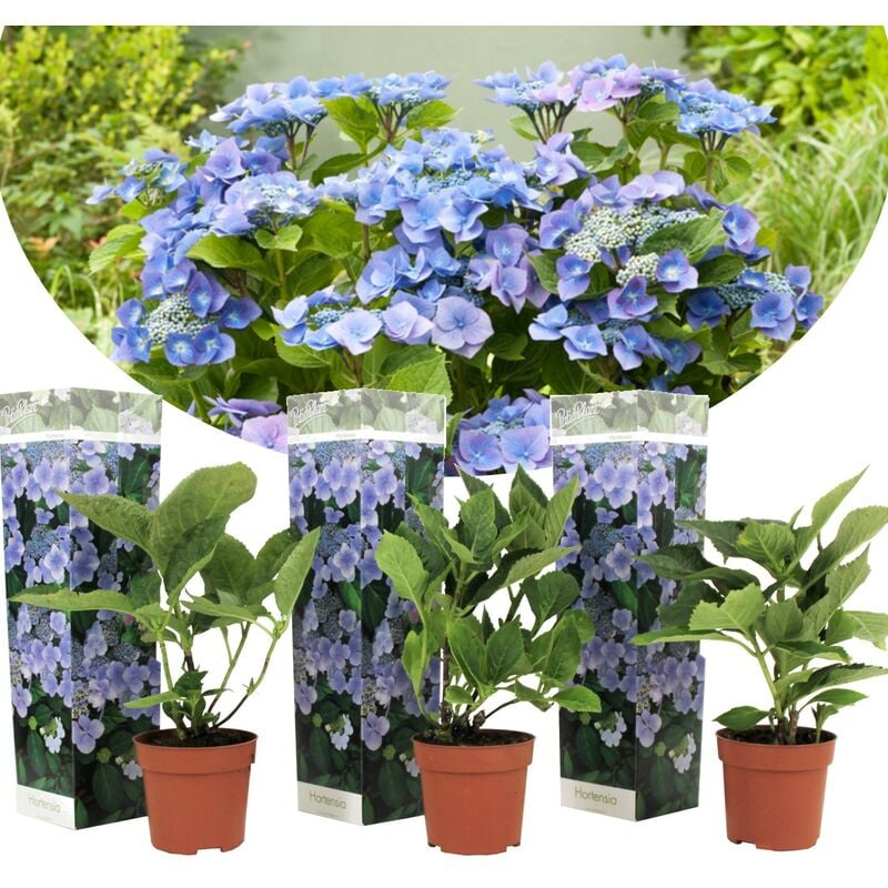 Plant In A Box - Hortensia 'Teller' hydrangea - Set de 3 - Bleu - ⌀9cm - Hauteur 25-40cm - Bleu