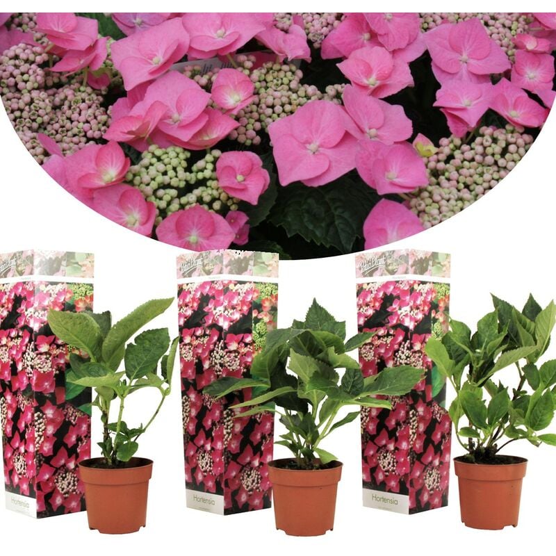 Plant In A Box - Hortensia 'Teller' hydrangea - Set de 3 - Rose - ⌀9cm - Hauteur 25-40cm - Rose