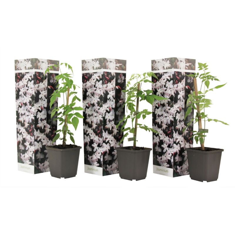 Plant In A Box - Jasminoides Officinale - Set de 3 - Blanc - Jasmin - Pot 9cm - Hauteur 25-40cm - Blanc