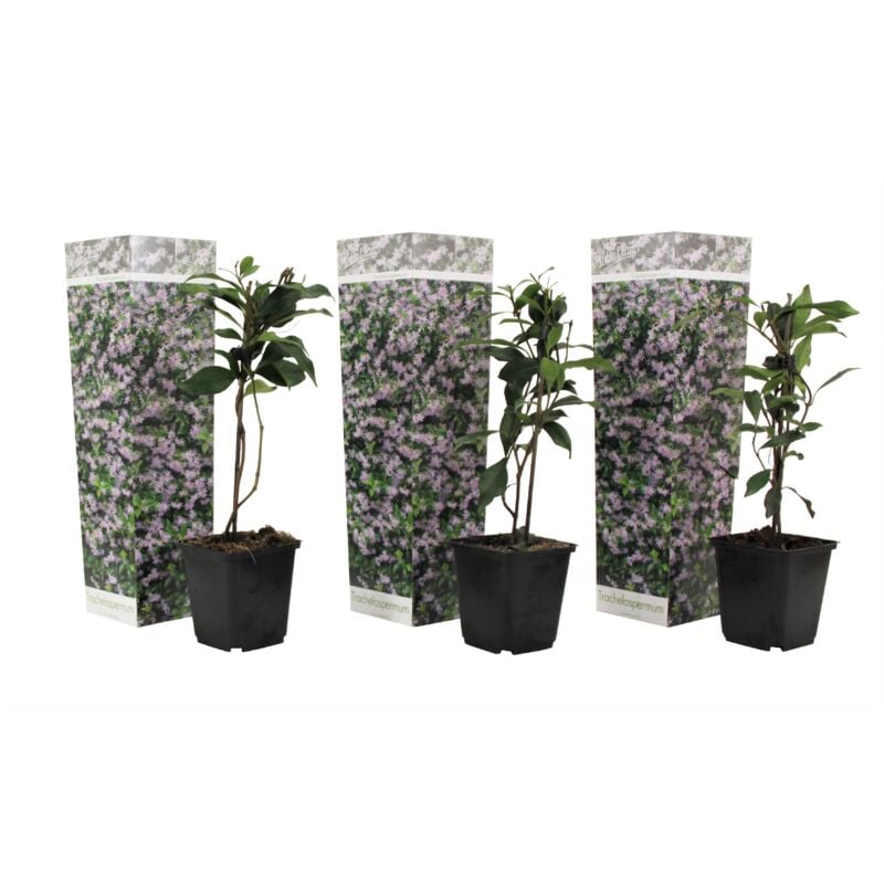 Plant In A Box - Jasmin de Toscane - Set de 3 - Rose - Pot 9cm - Hauteur 25-40cm - Rose