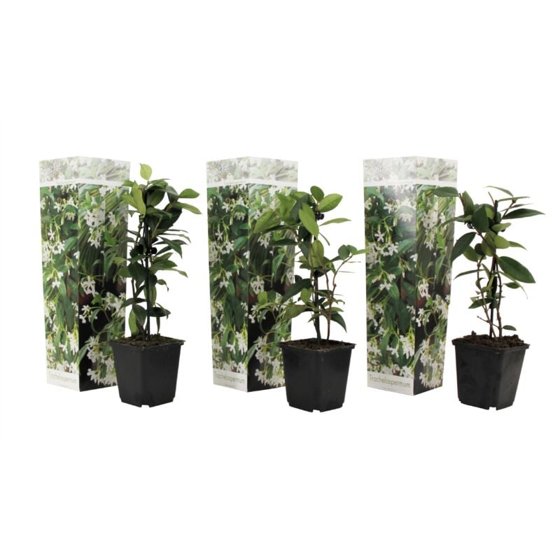 Plant In A Box - Jasmin de Toscane - Set de 3 - Blanc - Pot 9cm - Hauteur 25-40cm - Blanc