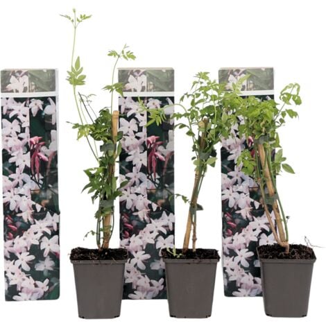 Set de 3 Jasmin Officinale - pot ⌀9cm - H.25-40cm (hauteur pot incluse)