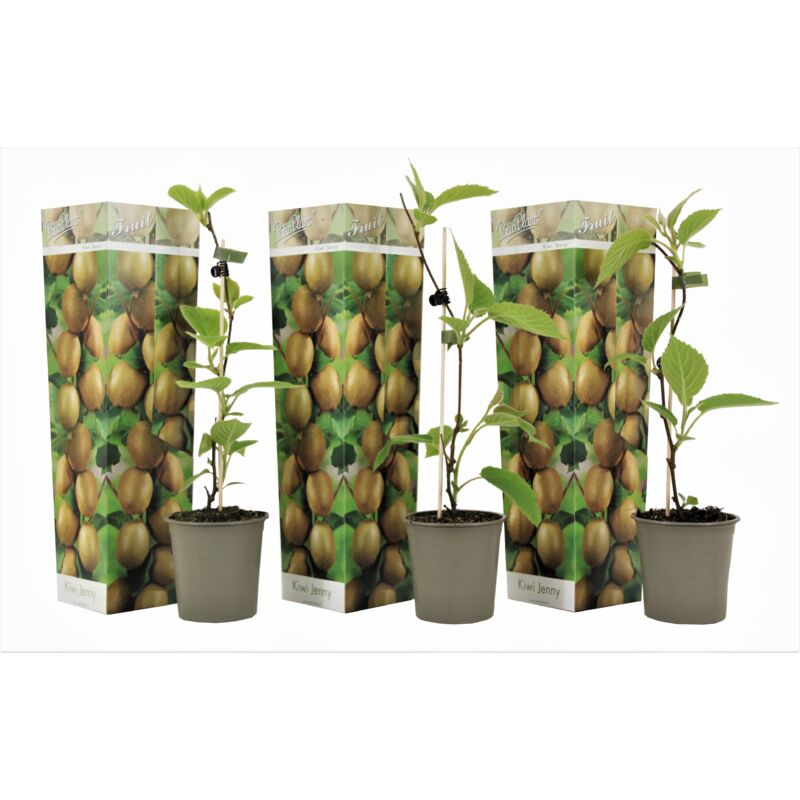 Plant In A Box - Kiwi Actinidia 'Jenny' - Set de 3 - Plantes de Kiwi - Pot 9cm - Hauteur 20-40cm - Blanc