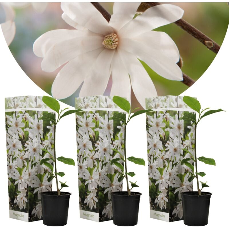 Plant In A Box - Magnolia Stellata - Set de 3 - Fleurs blanches - Pot 9cm - Hauteur 25-40cm - Blanc