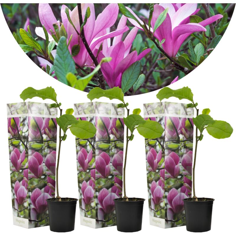 Plant In A Box - Magnolia Susan - Set de 3 - Fleurs violettes - Pot 9cm - Hauteur 25-40cm - Violet