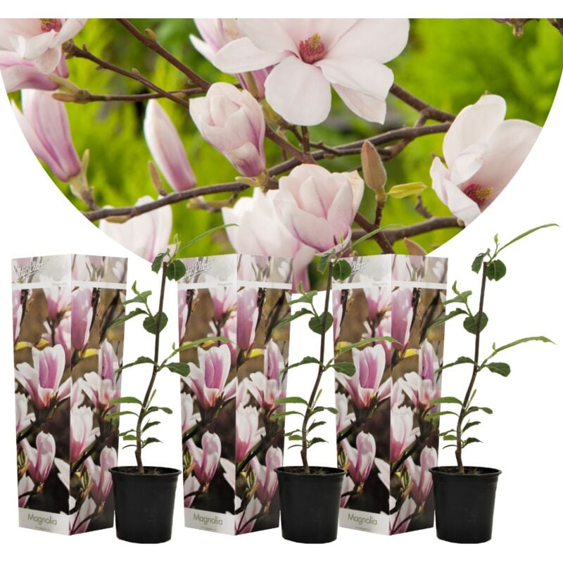 Plant In A Box - Magnolia Soulangea - Set de 3 - Fleurs roses - Pot 9cm - Hauteur 25-40cm - Rose