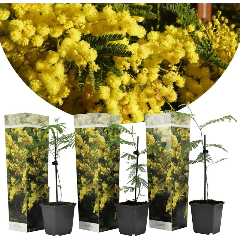 Plant In A Box - Acacia dealbata 'Mimosa' - Set de 3 - Pot 9cm - Hauteur 25-40cm - Jaune