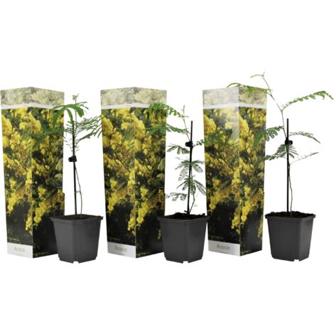 Set de 3 Mimosa - pot ⌀9cm - H.25-40cm (hauteur pot incluse)