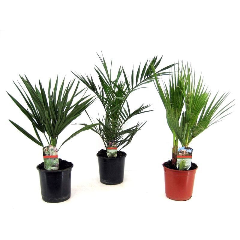 Plant In A Box - Palmiers d'extérieur - Mélange de 3 - Pot 15cm - Hauteur 50-70cm - Vert