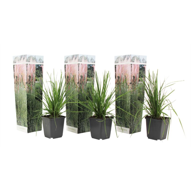 Plant In A Box - Graminée ornementale - Set de 3 - Rose - Pot 9cm - Hauteur 25-40cm - Vert