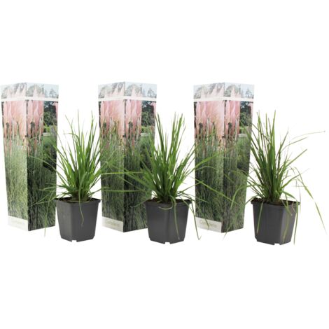 Set de 3 Pampas Rose - pot ⌀9cm - H.25-40cm (hauteur pot incluse)