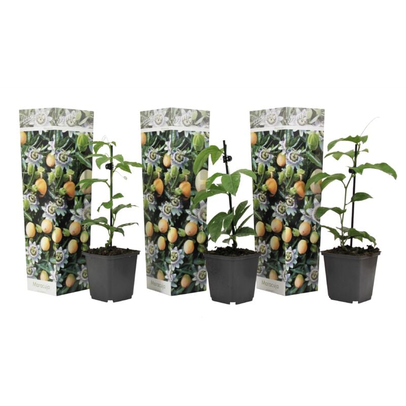 Plant In A Box - Passiflora Edulis - Set de 3 - Plantes grimpante - Pot 9cm - Hauteur 25-40cm - Violet