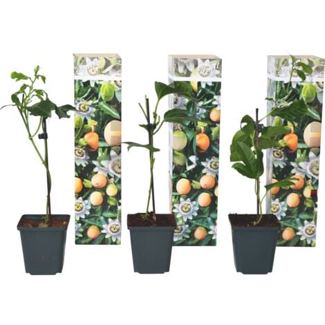 Set de 3 Passiflora - Edulis - pot ⌀9cm - H.25-40cm (hauteur pot incluse)
