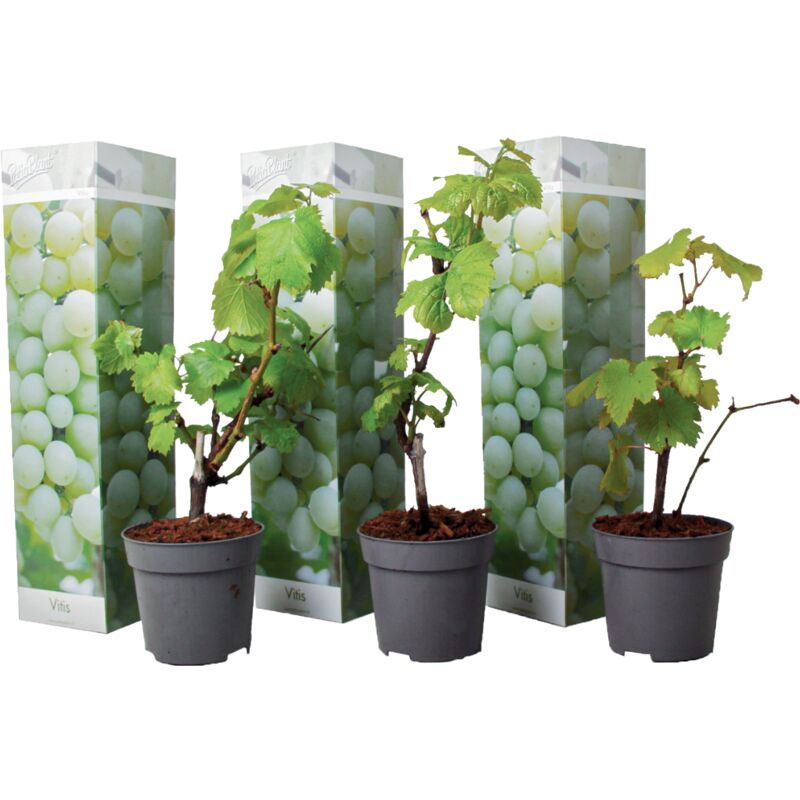 Plants de Raisin - Set de 3 - Vitis Vinifera - Blanc - Pot 9cm - Hauteur 25-40cm - Blanc