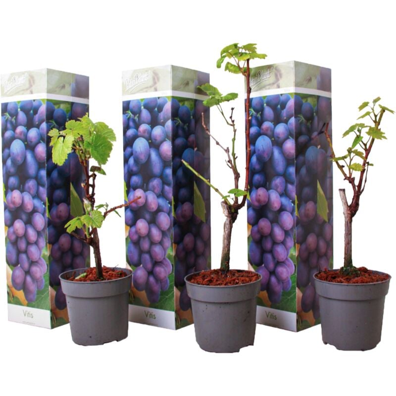 Plants de Raisin - Set de 3 - Vitis Vinifera - Bleu - Pot 9cm - Hauteur 25-40cm - Bleu