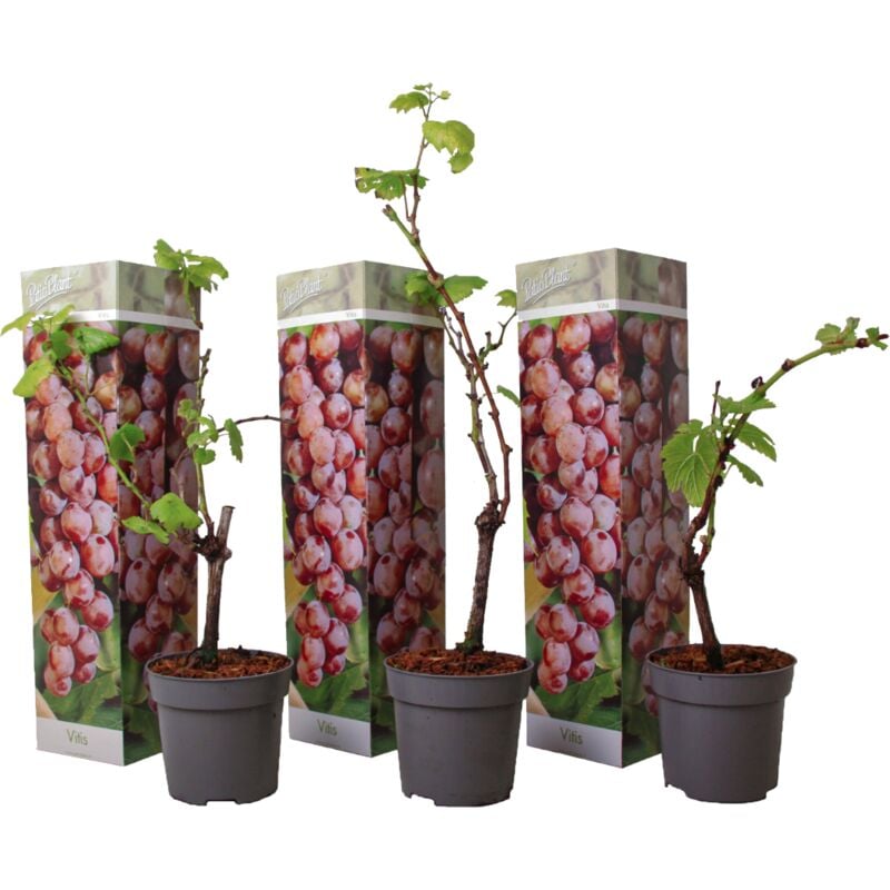 Plant In A Box - Plants de Raisin - Set de 3 - Vitis Vinifera - Rouge - Pot 9cm - Hauteur 25-40cm - Rouge