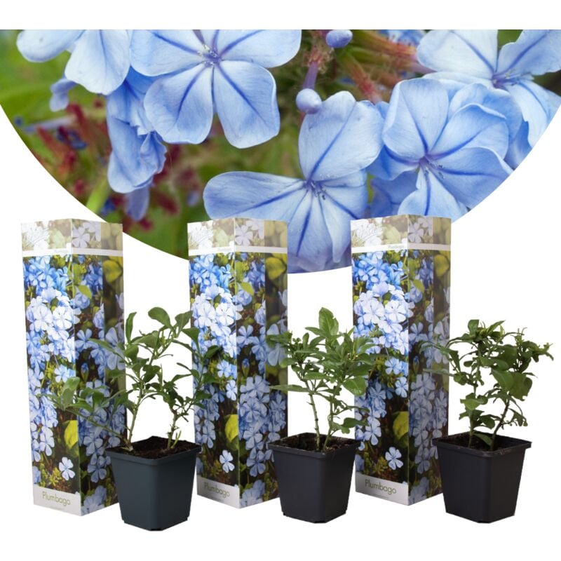 Plumbago auriculata - Set de 3 - Grimpante fleurie - Pot 9cm - Hauteur 25-40cm - Bleu