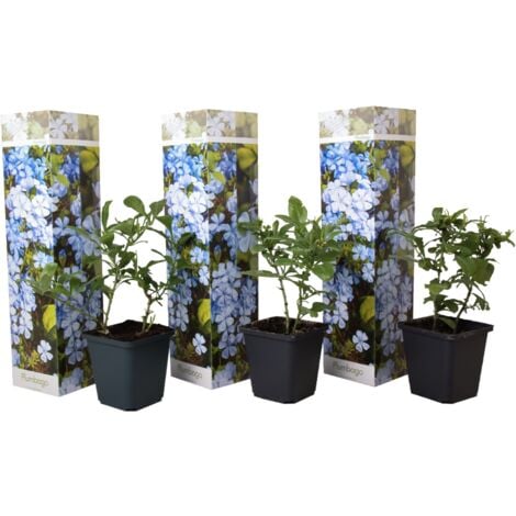 Set de 3 Plumbago - pot ⌀9cm - H.25-40cm (hauteur pot incluse)