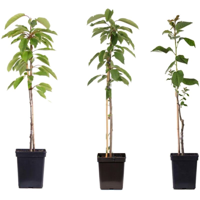 Plant In A Box - Malus - Mélange de 3 - Pommier - Conteneur 9cm - Hauteur 60-70cm - Rose