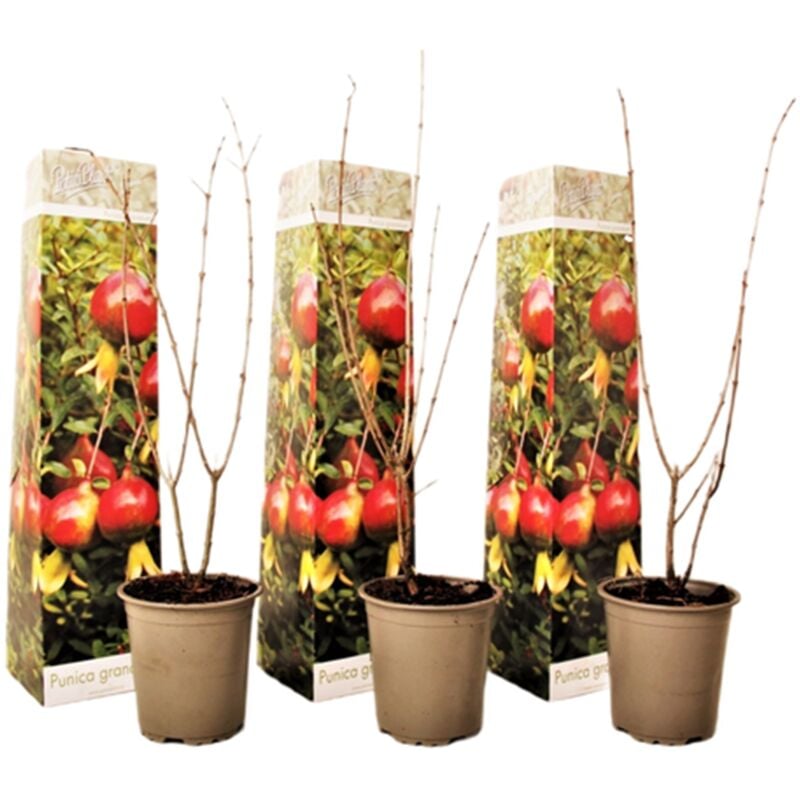Plant In A Box - Punica Granatum - Set de 3 - Grenade - Pot 9cm - Hauteur - 25-40cm - Rouge