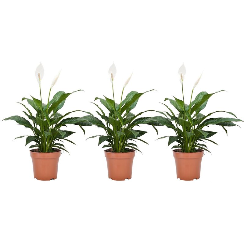 Plant In A Box - Spathiphyllum 'lys de la paix' - Set de 3 - Pot 12cm - Hauteur 30-40cm - Blanc