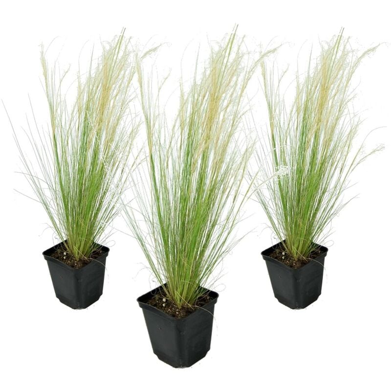 Stipa tenuifolia 'Pony Tails' - Set de 3 - Herbe - Pot 9cm - Hauteur 20-30cm - Vert