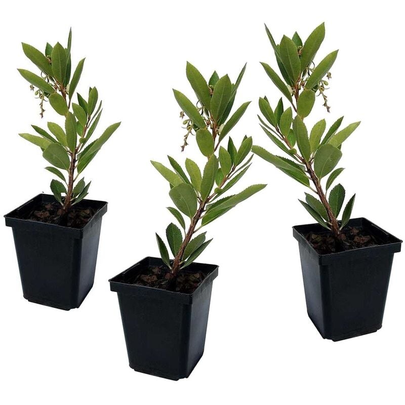 Plant In A Box - Arbutus Unedo - Set de 3 - Fraisier - Pot 9cm - Hauteur 25-40cm - Blanc