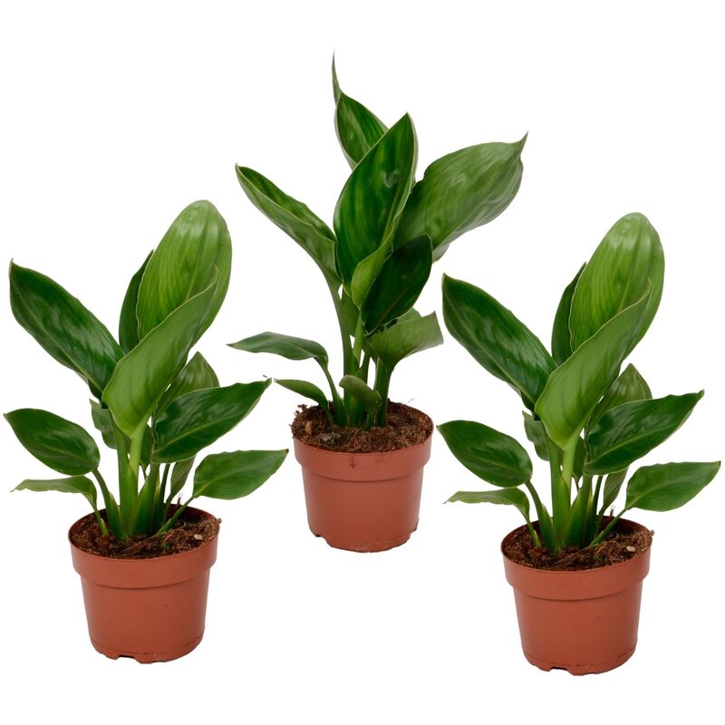 Plant In A Box - Strelitzia Reginea plante Oiseau de Paradis - Set de 3 - ⌀9cm - Hauteur 25-40cm - Orange