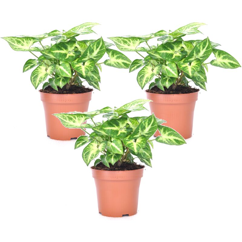 Plant In A Box - Syngonium 'Pixie' - Set de 3 - Plante fléchée - Pot 12cm - Hauteur 25-40cm - Vert