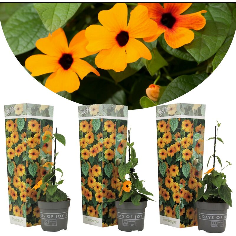 Thunbergia 'New Orange' - Set de 3 plantes - Pot 9cm - Hauteur 25-40cm