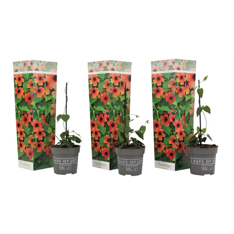Suzanne aux yeux noirs - Set de 3 - Thunbergia alata - Hauteur 25-40cm - ⌀9cm