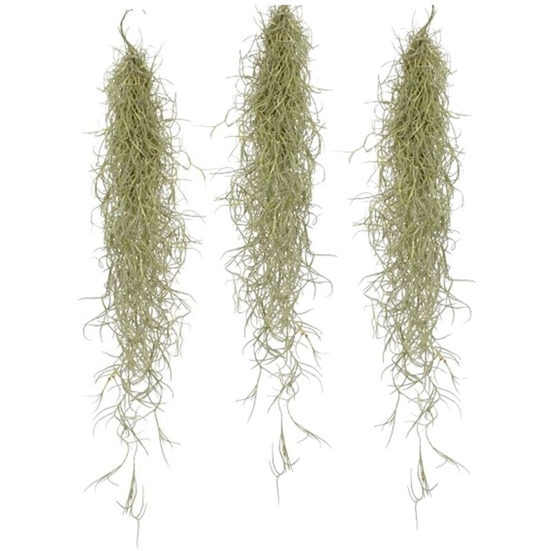 Plant In A Box - Tillandsia Usneoides 'Mousse espagnole' - Set de 3 - Hauteur 25-40cm - Vert