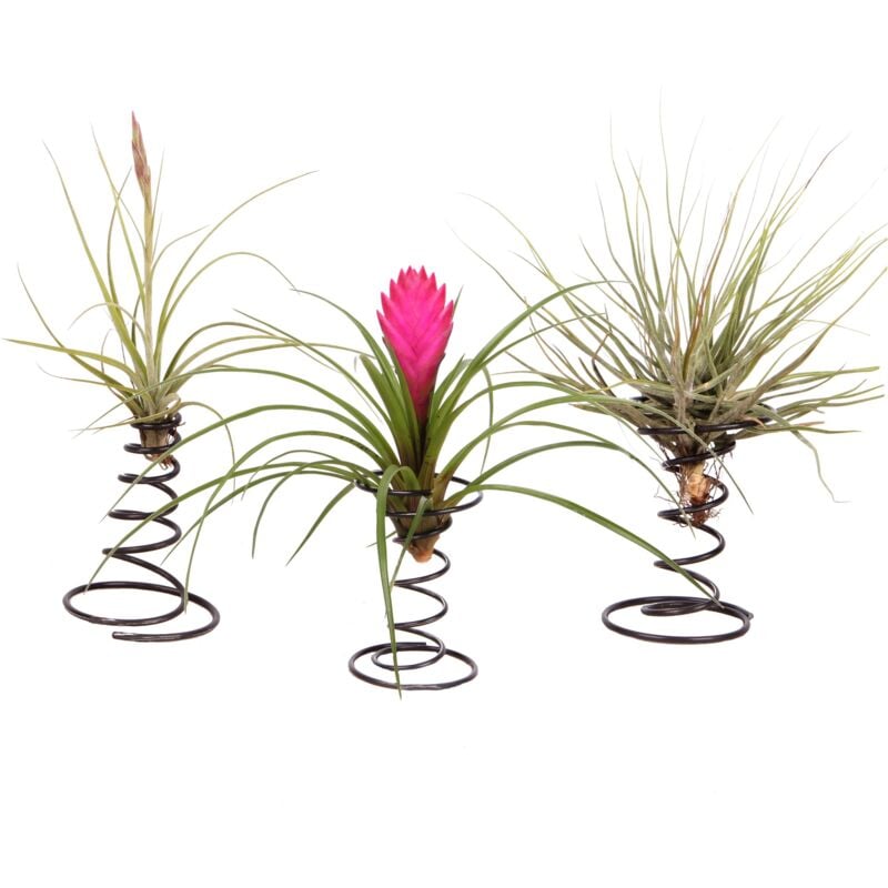 Plant In A Box - Tillandsia sur une spirale décorative - Set de 3 - Hauteur 5-15cm - Vert