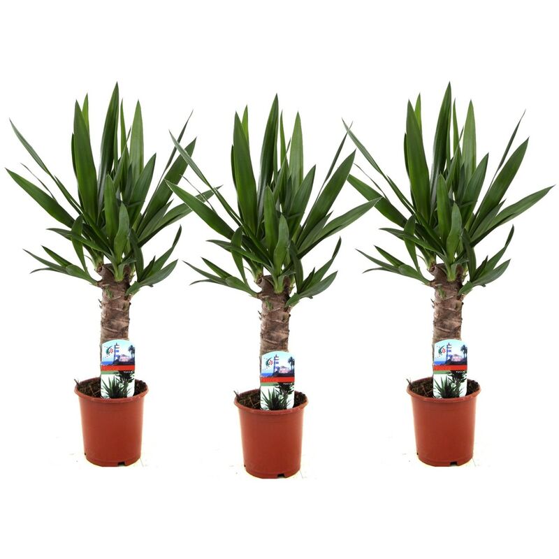 Plant In A Box - Yucca Elephantipes - Set de 3 - ⌀ 14cm - Hauteur 50-60cm - Vert