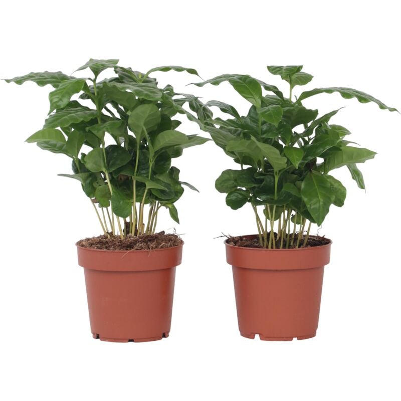 Plant In A Box - Caféier - Set de 4 - Coffea arabica - Hauteur 25-40cm - ⌀12cm
