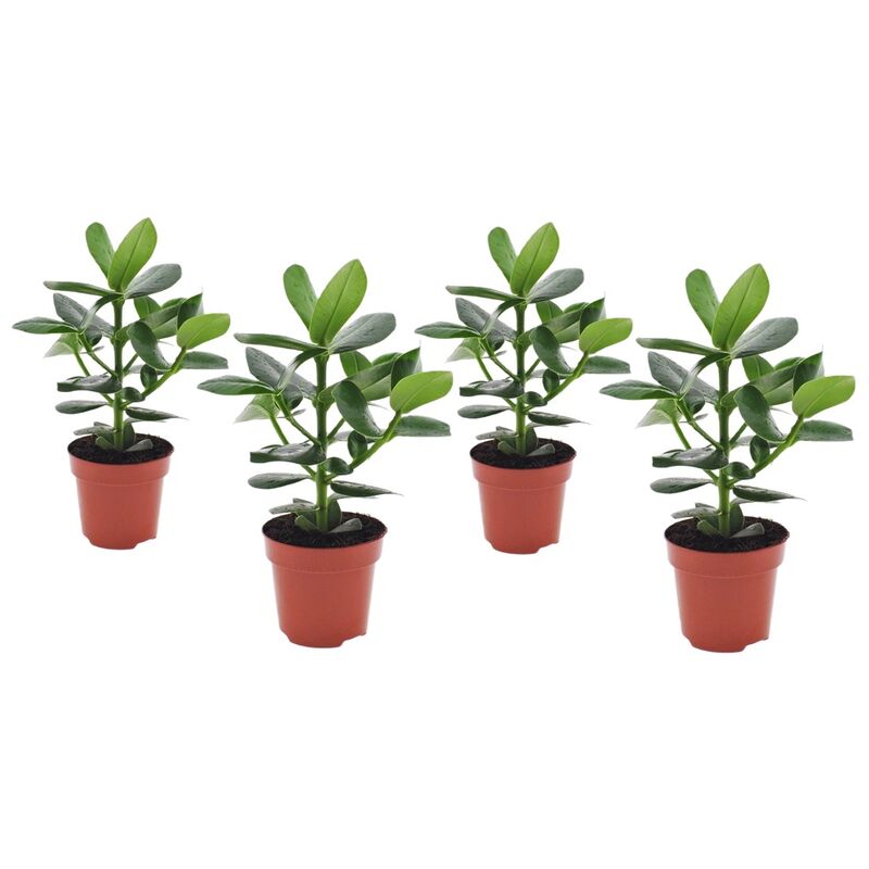 Plant In A Box - Clusia rosea 'Princesse' - Set de 4 - Pot 12cm - Hauteur 25-35cm - Vert